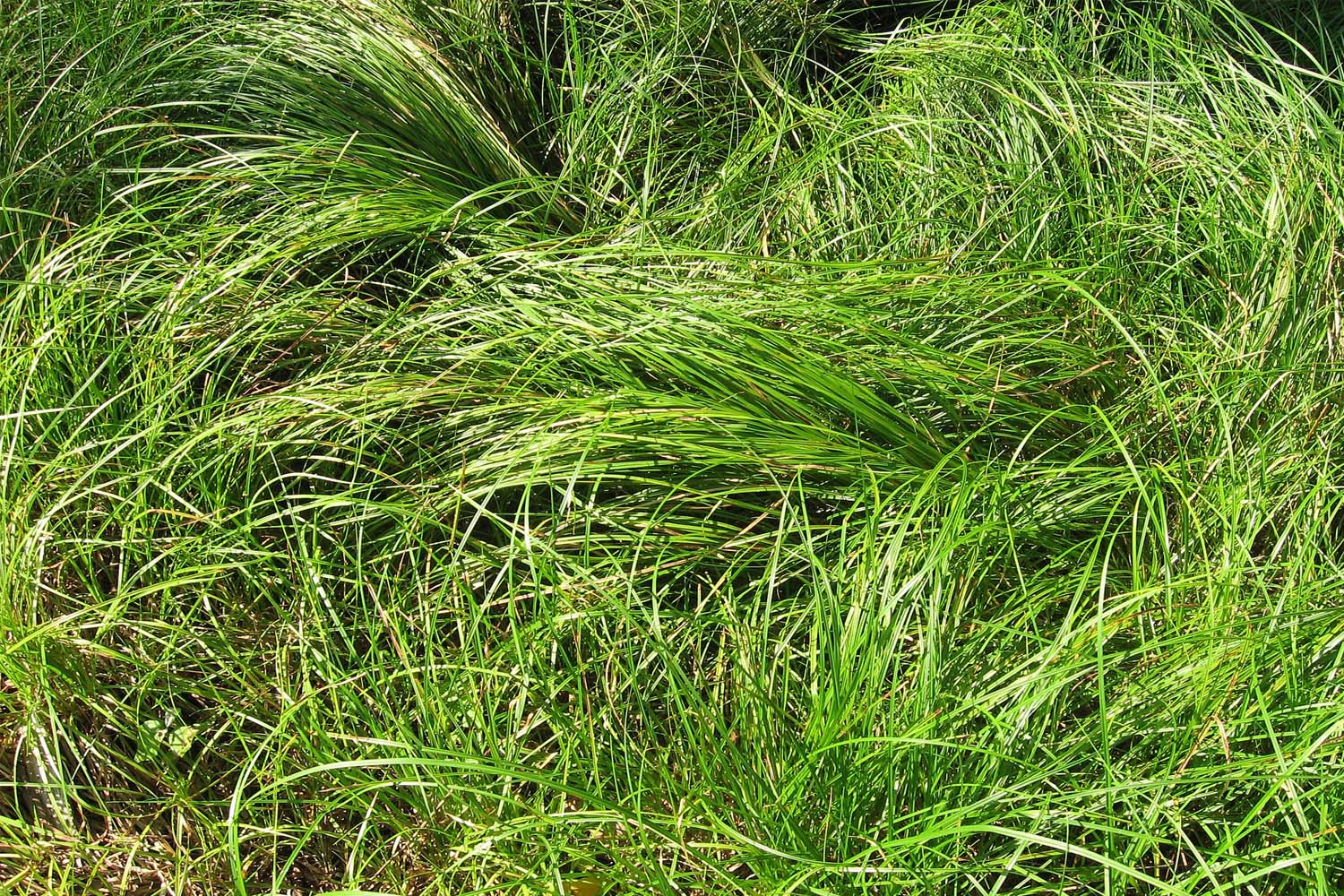Carex pensylvanica- Pennsylvania Sedge Native Long Island Grass Suffolk Hydroseeding.com 